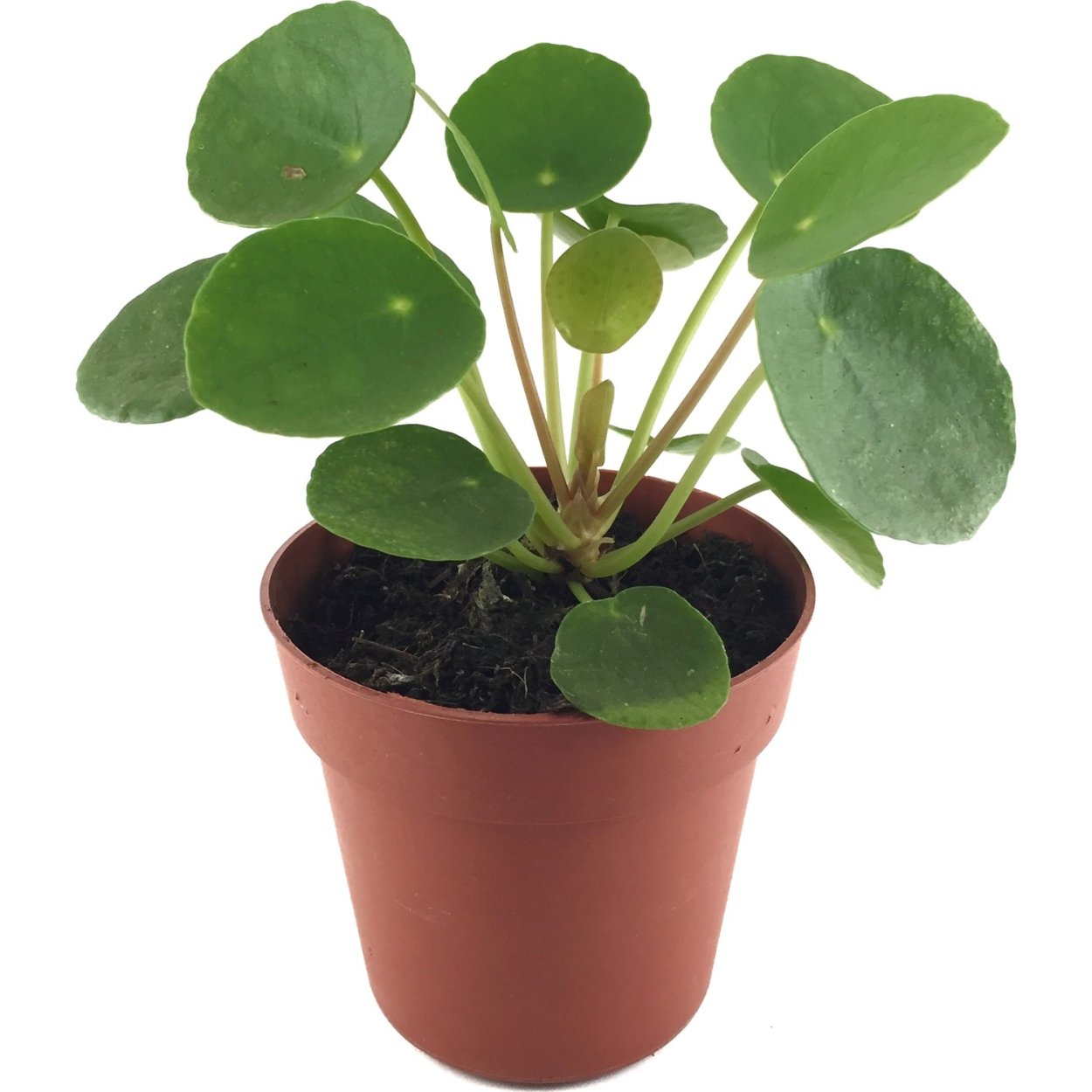 Пилея многокистевая