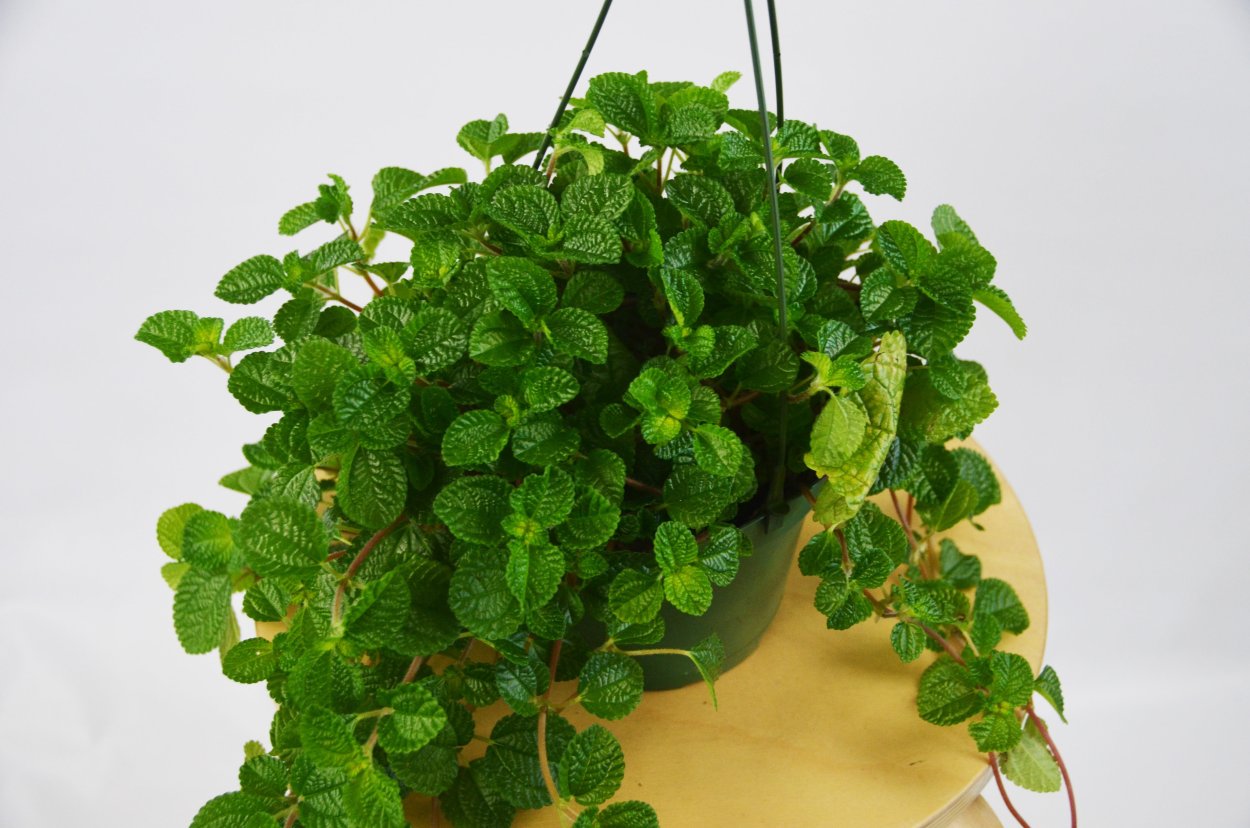 Пилея спруса Норфолк