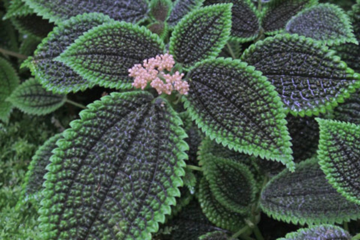 Пилея гибридная Норфолк