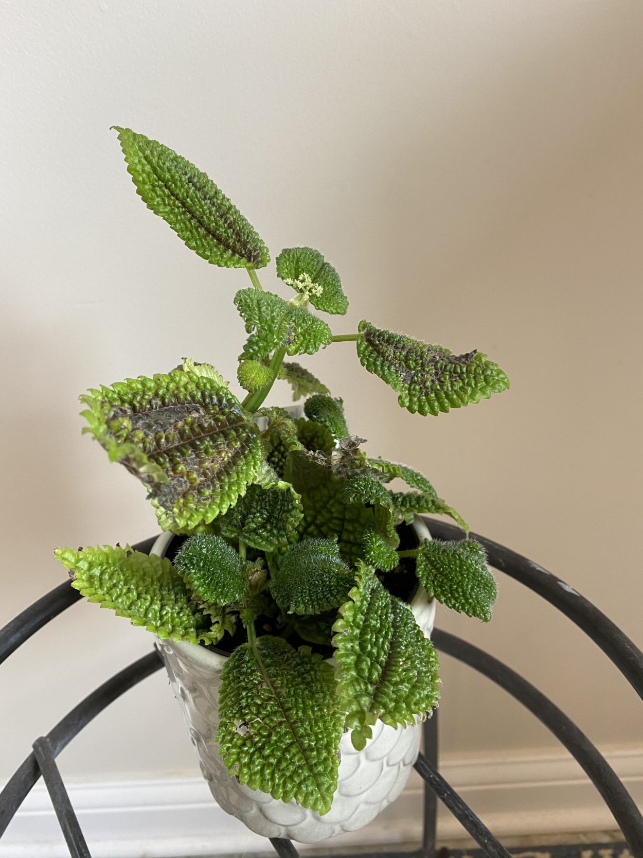 Пилея Сильвер Мун