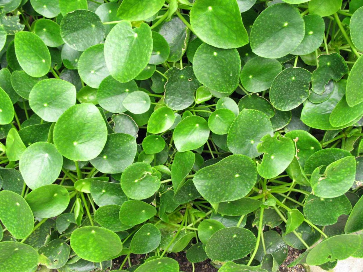 Пилея грунт