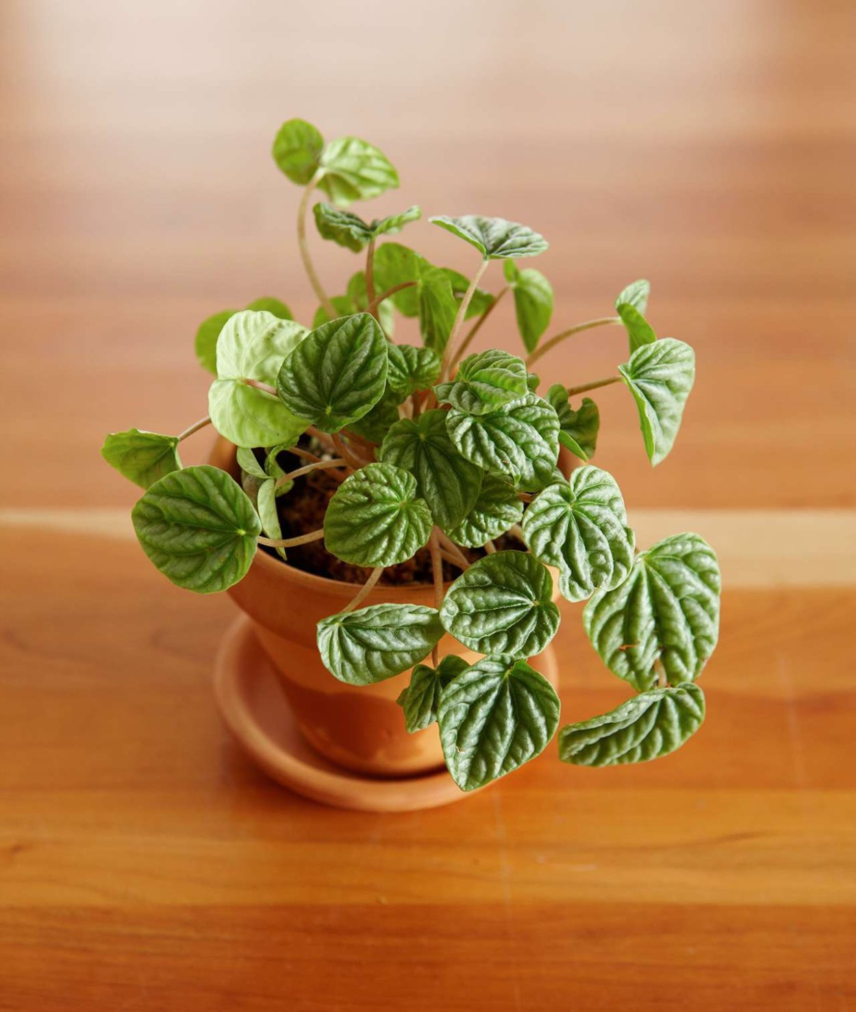 Пеперомия caperata Dark