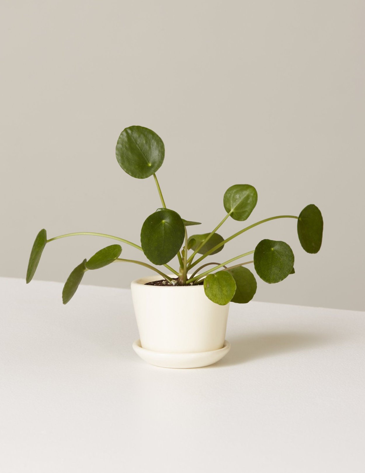 Пилея пеперомиевидная Вариегата