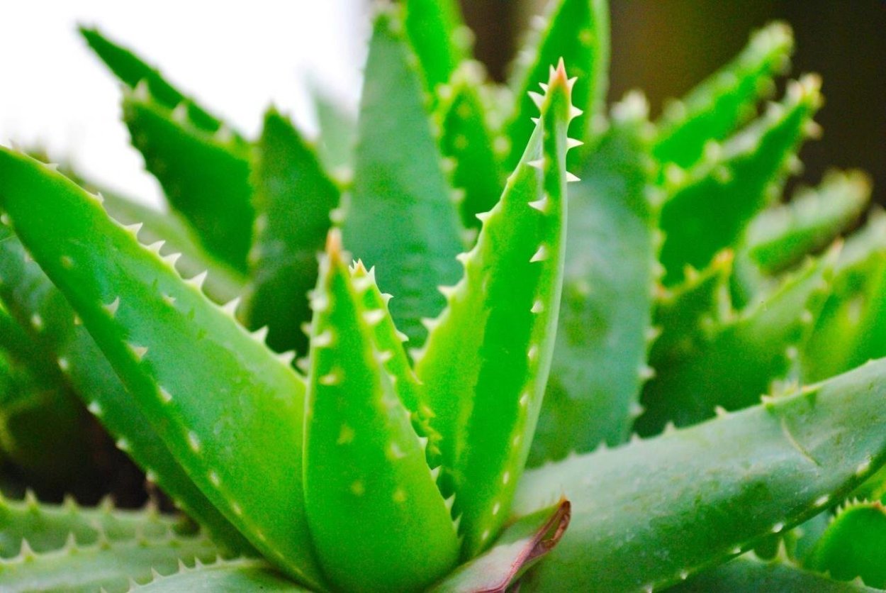Алоэ Вера Aloe Vera