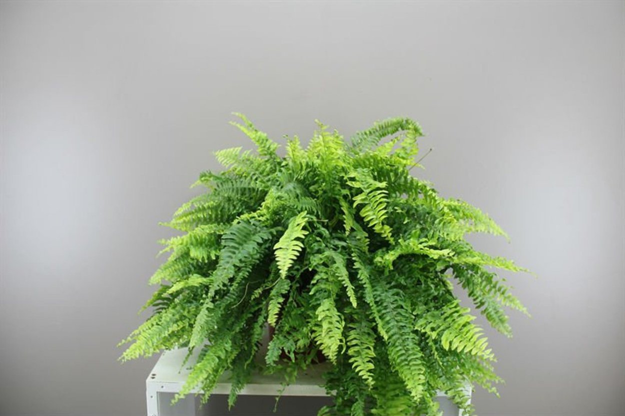 Нефролепис Кордитас