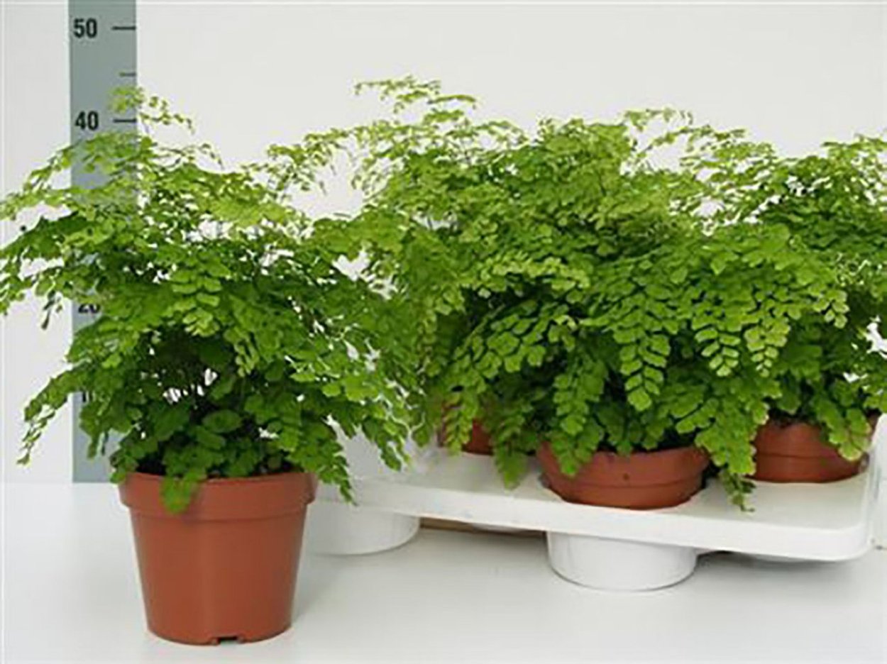 Адиантум fragrans