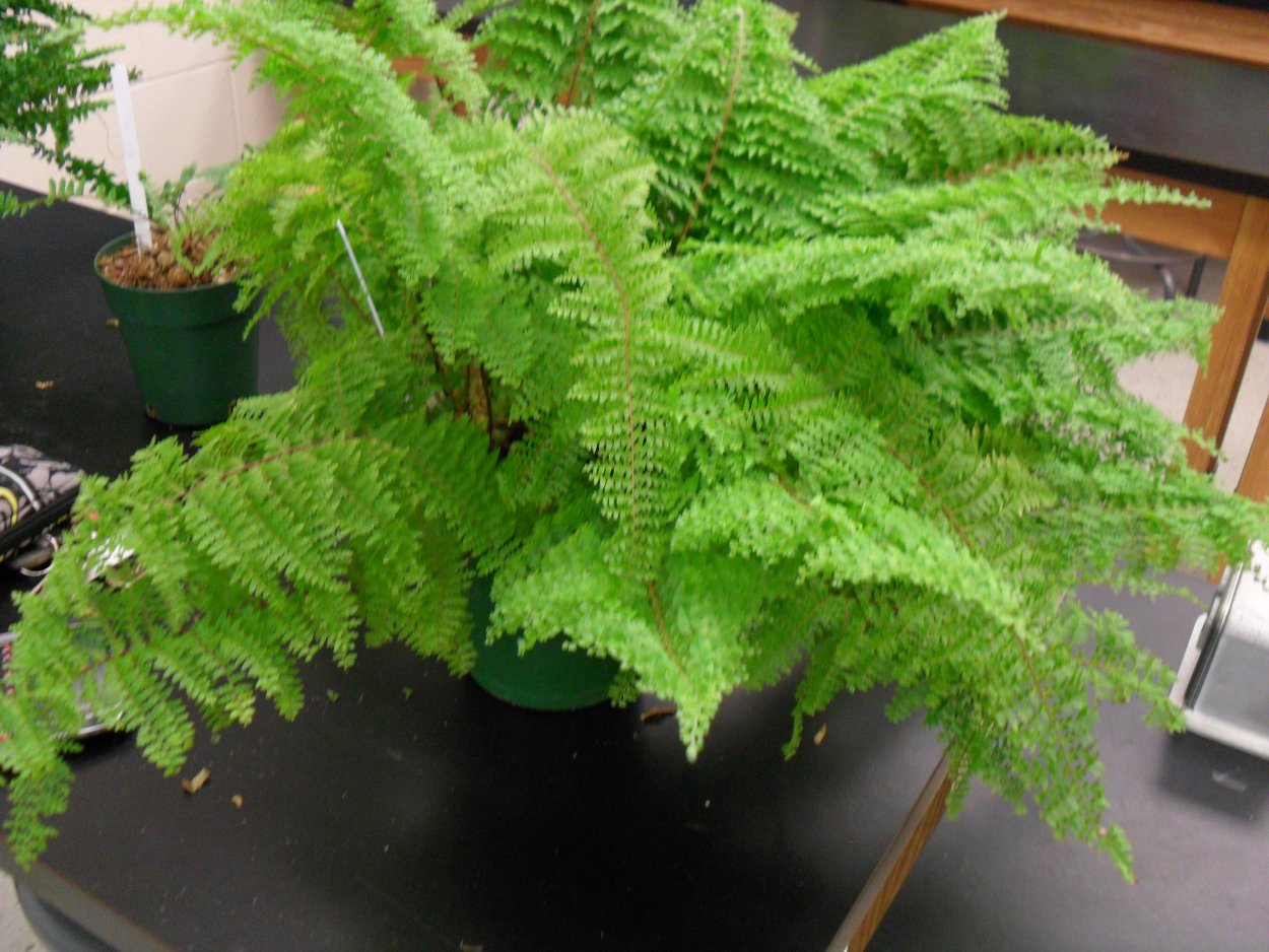 Папоротник нефролепис Мариса