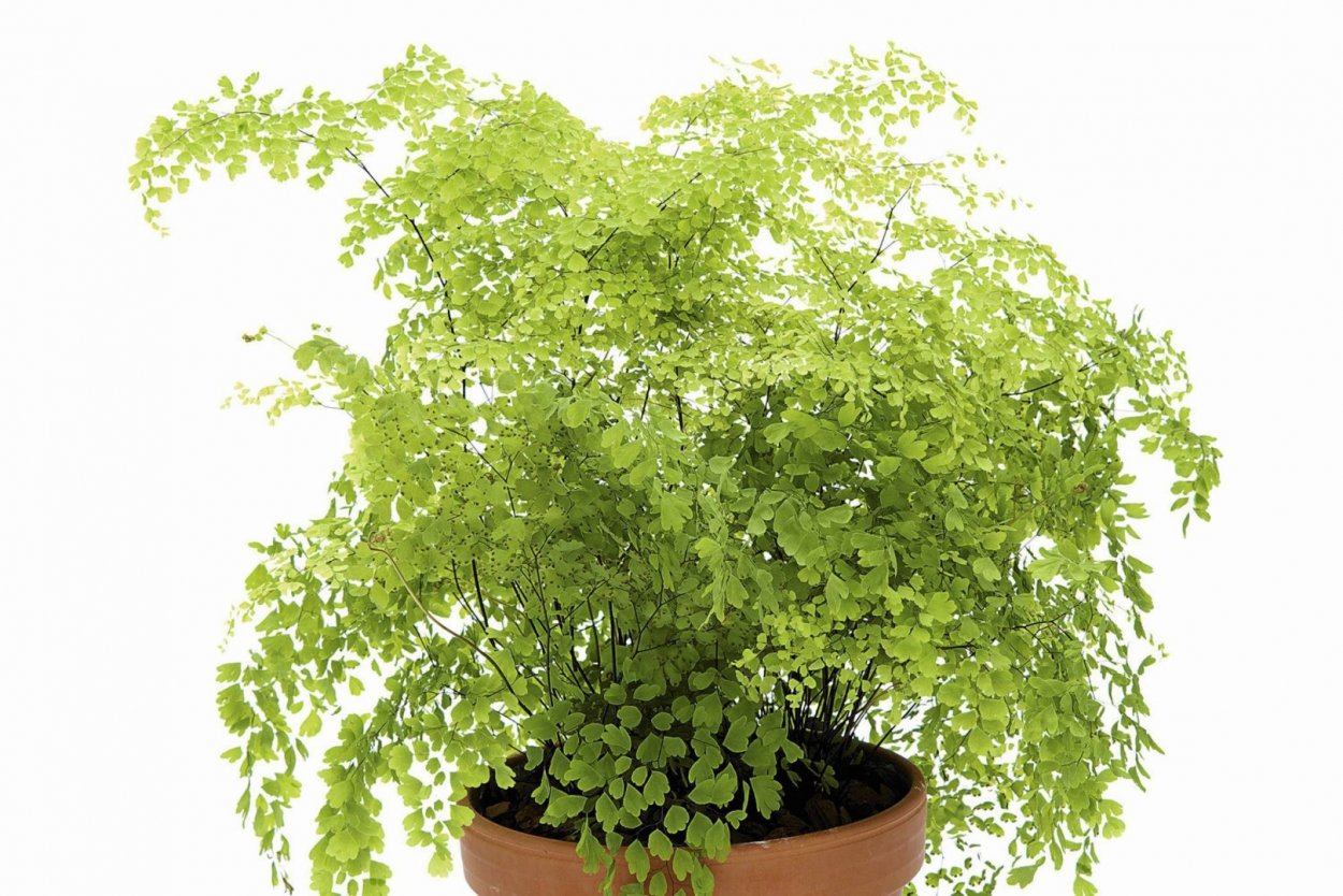 Адиантум gracillimum