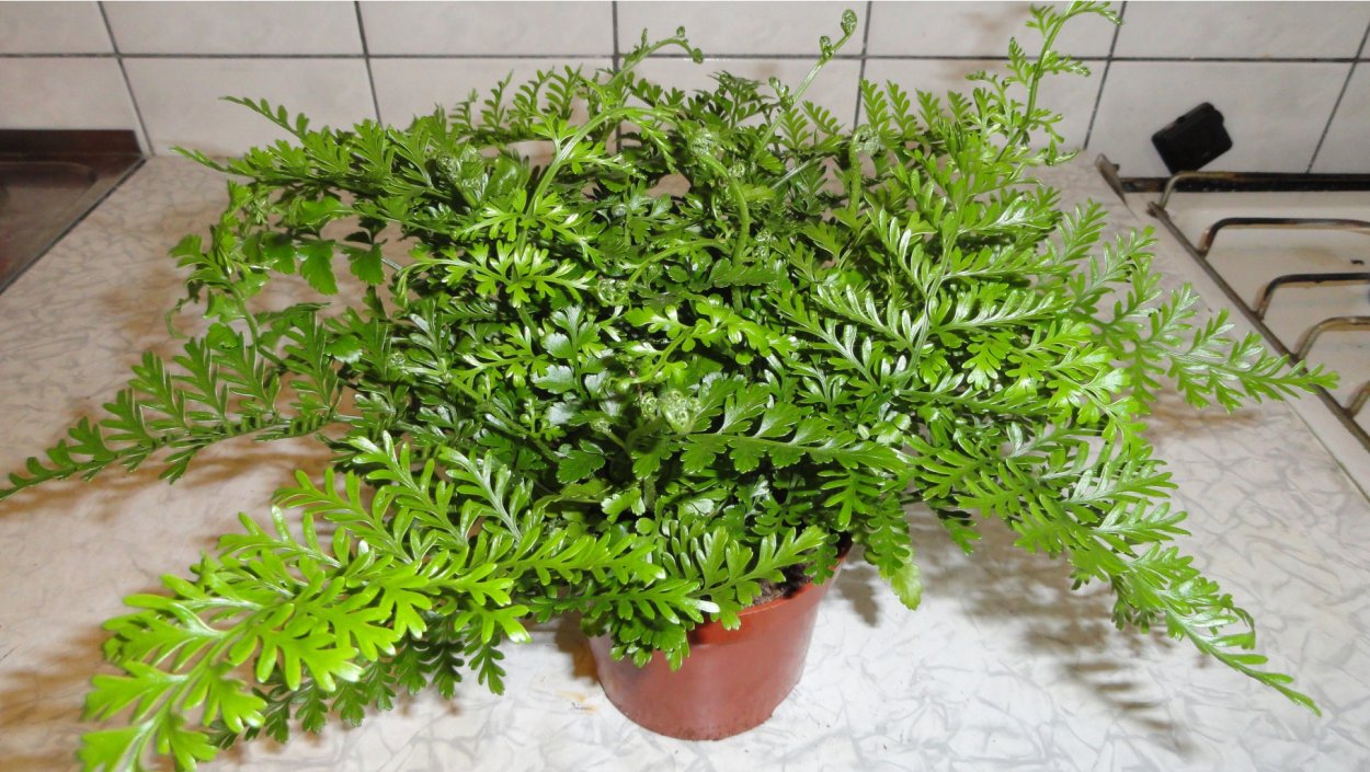 Асплениум Парвати