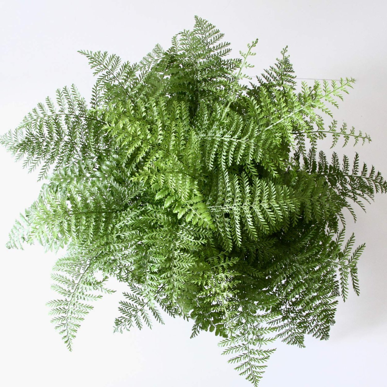 Папоротник асплениум Парвати