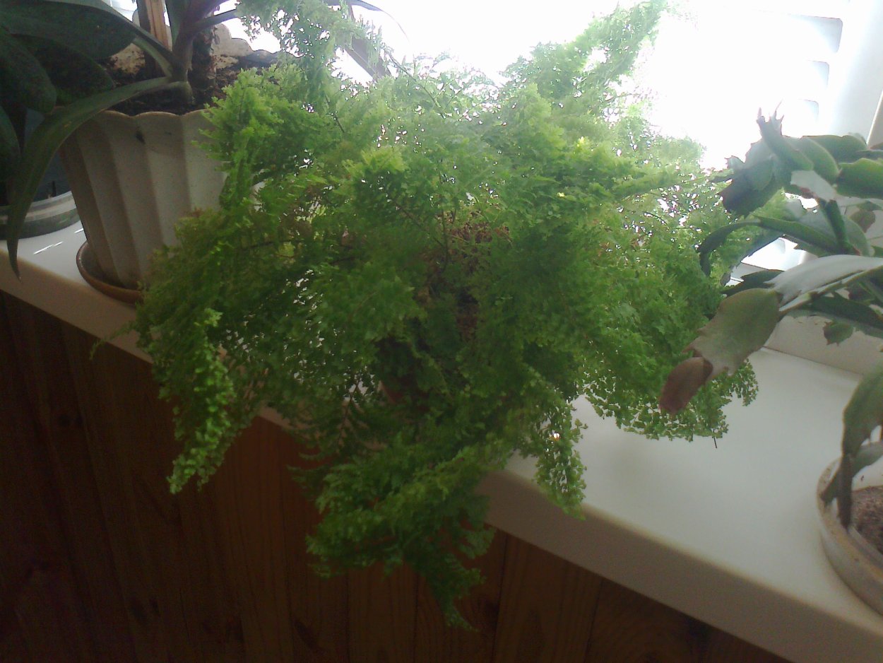 Даваллия, d-12