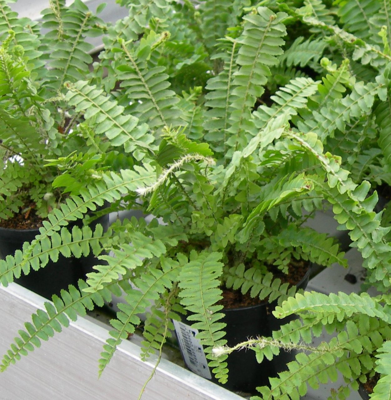 Папоротник нефролепис лист