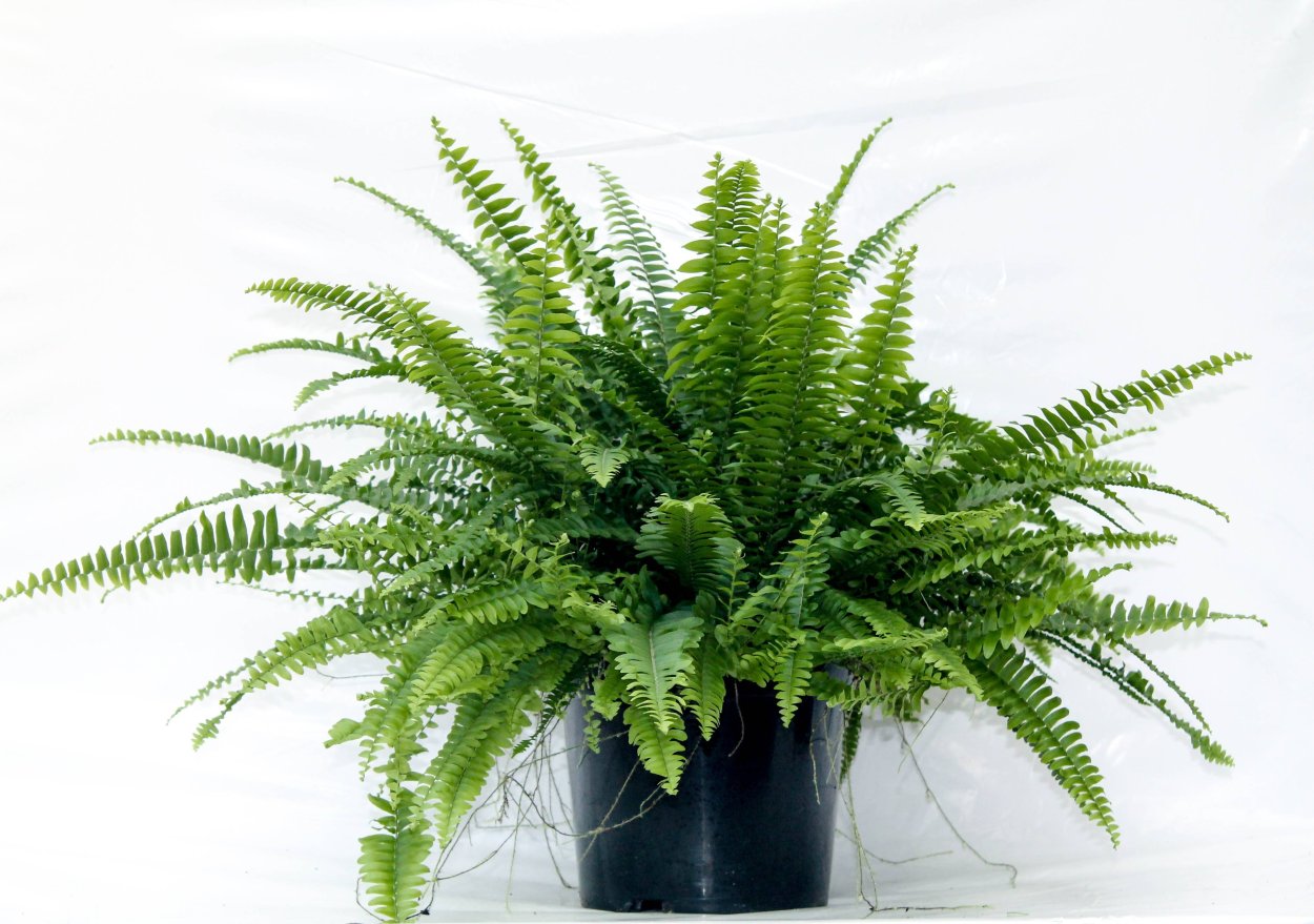 Папоротник Бостон (нефролепис)