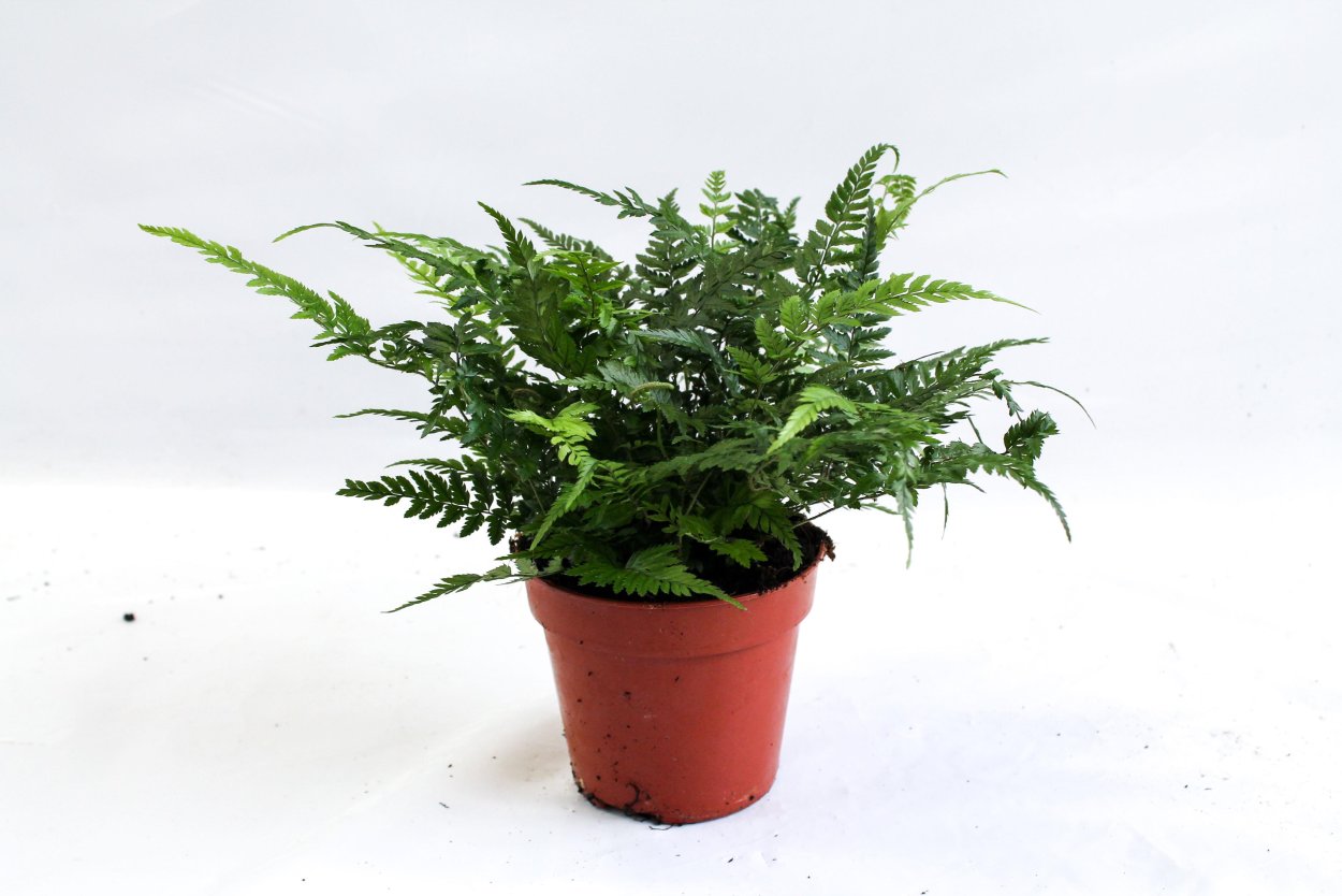 Athyrium spicatum