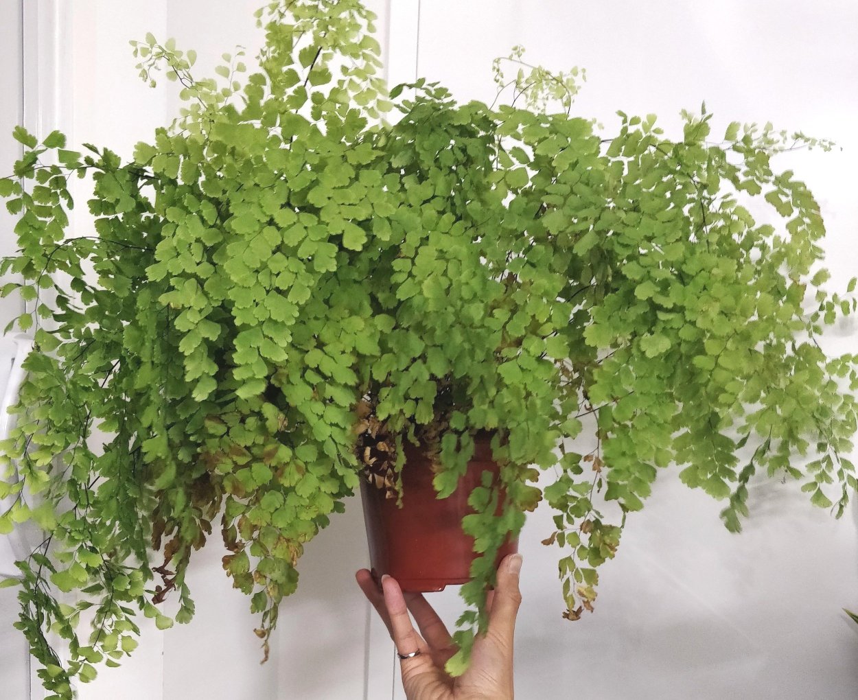 Папоротник адиантум стабилизированный