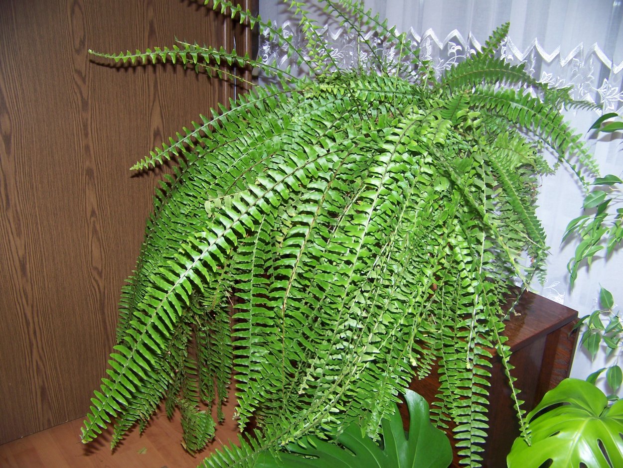 Папоротник большой