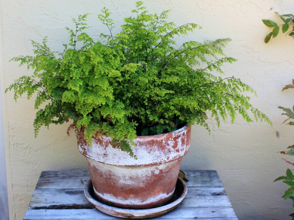 Адиантум Фрагранс