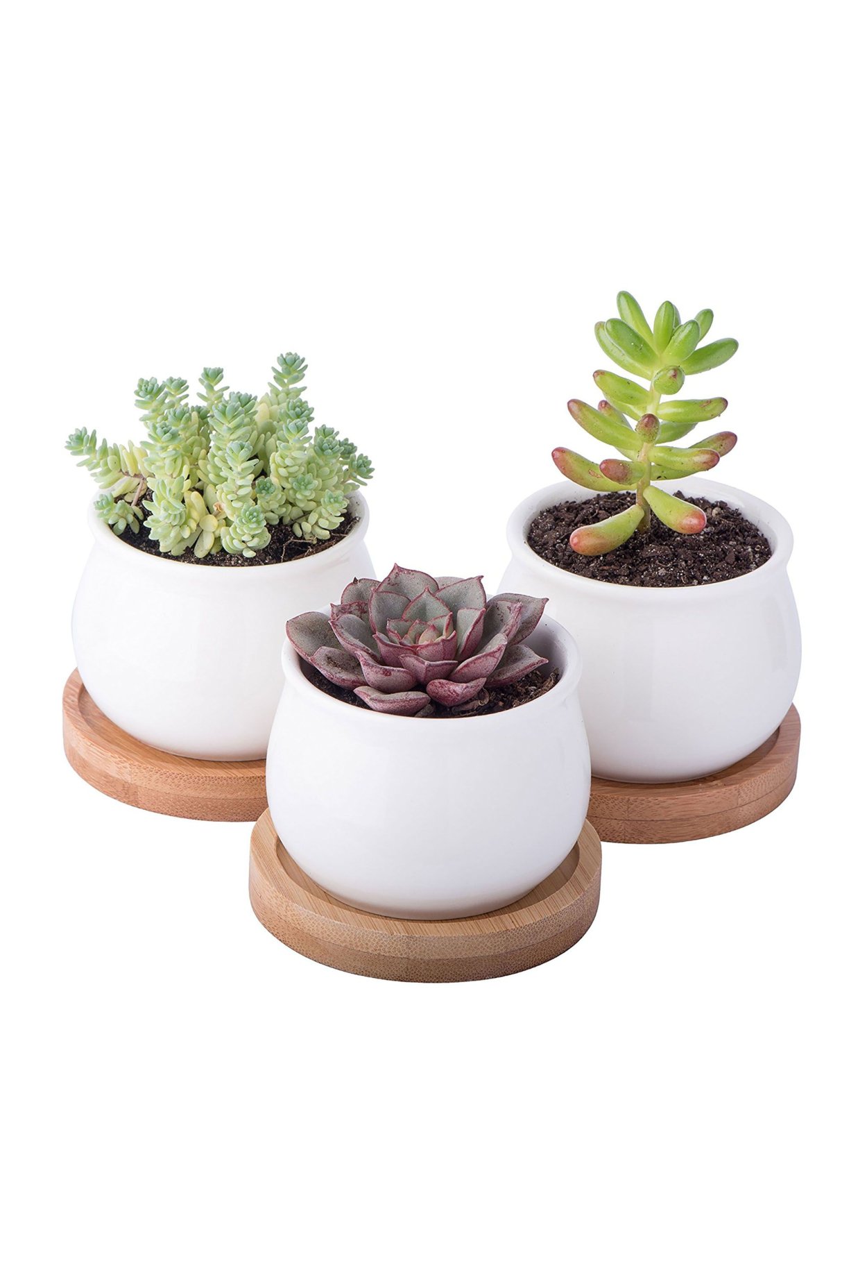 Горшок для суккулентов