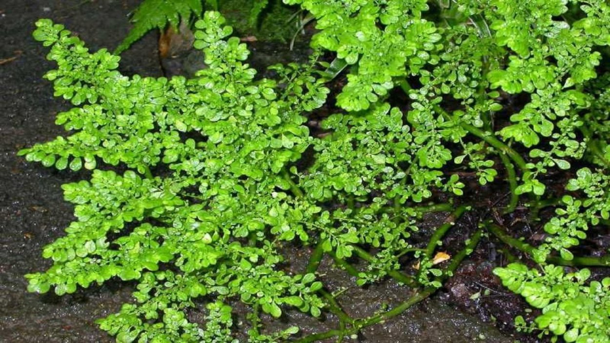 Pellaea viridis папоротник