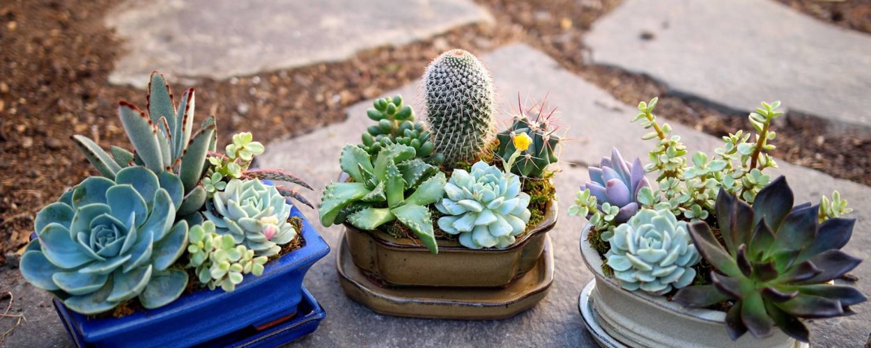 Эхеверия бонсай