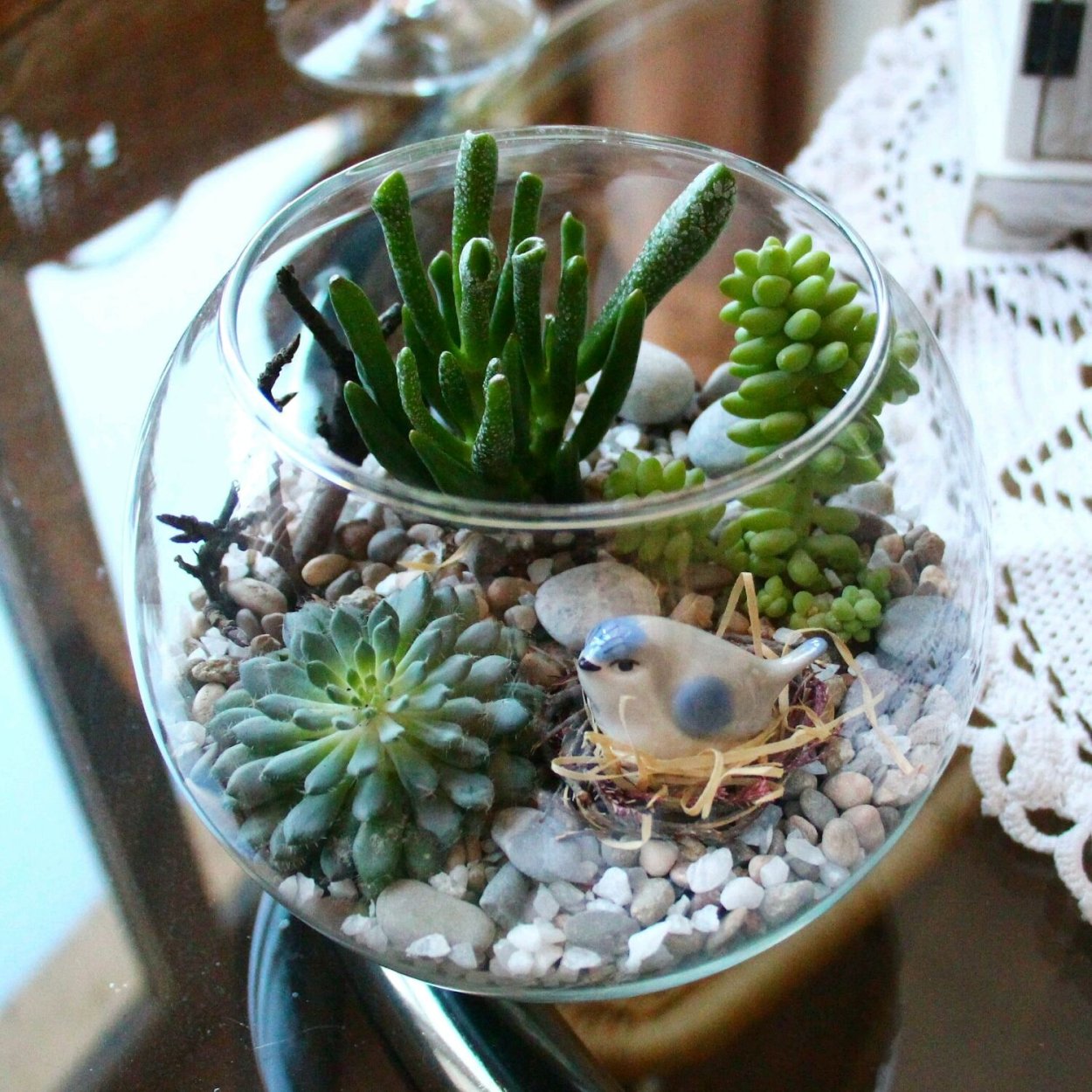 Дендрарий Суккуленты