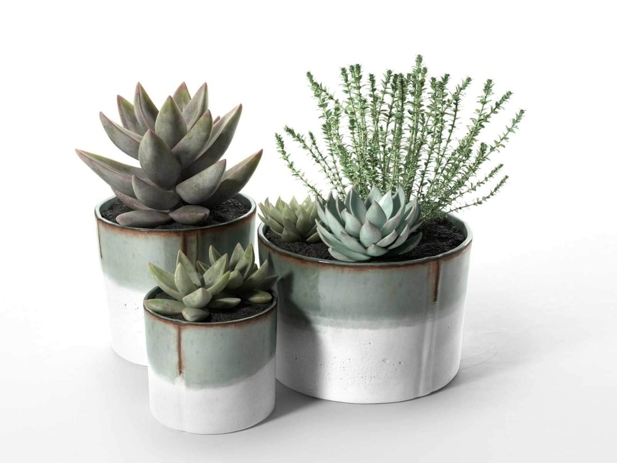 Горшок эхеверия 004080