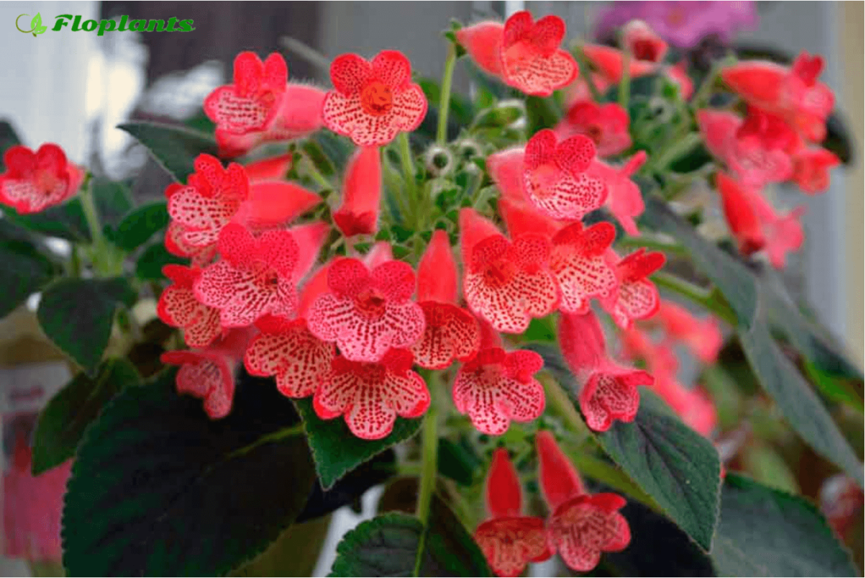 Колерия (Kohleria)