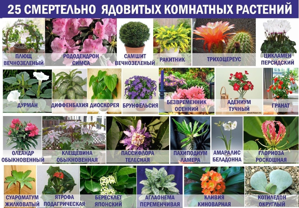 Опасные комнатные растения