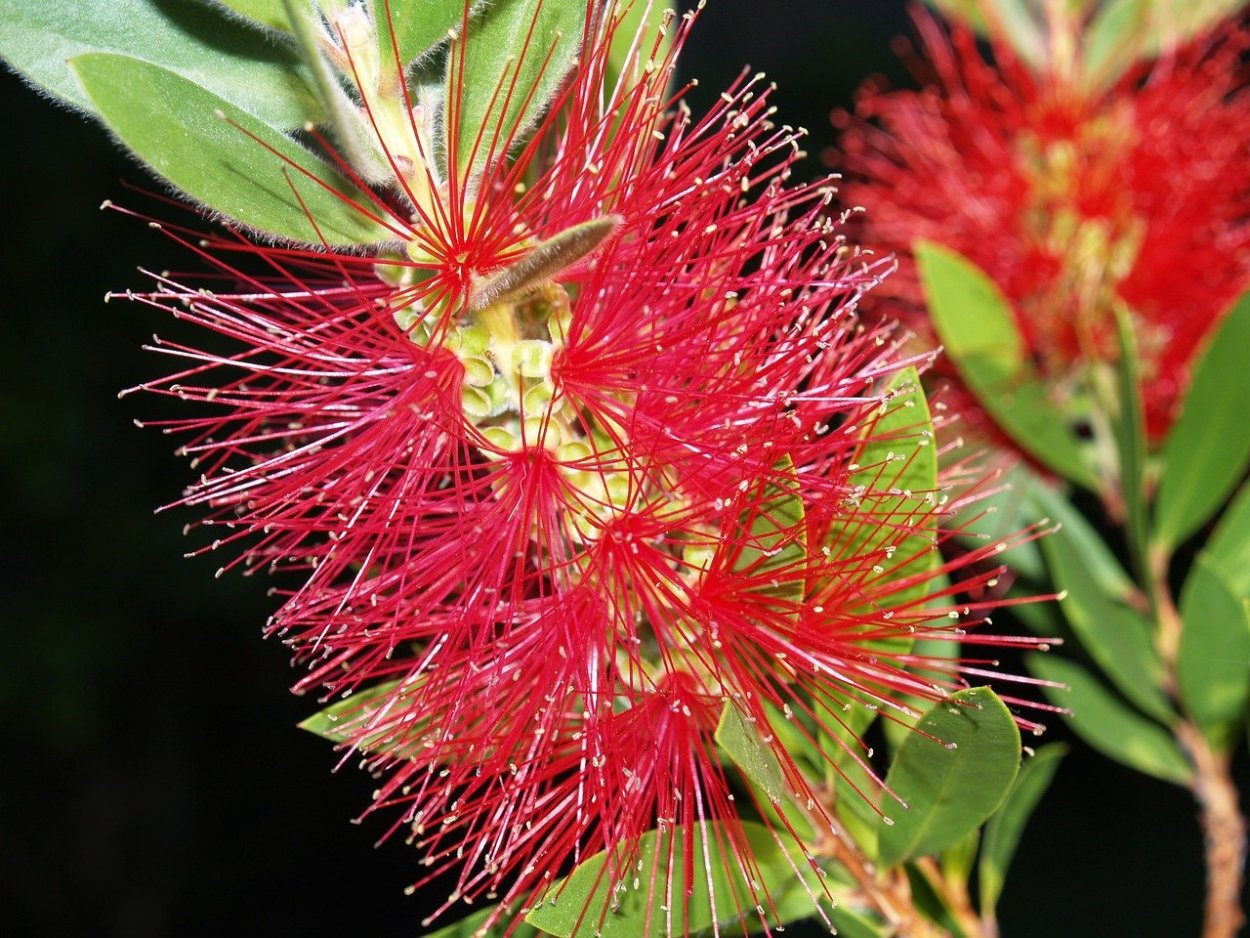 Колючий цветет красными цветами