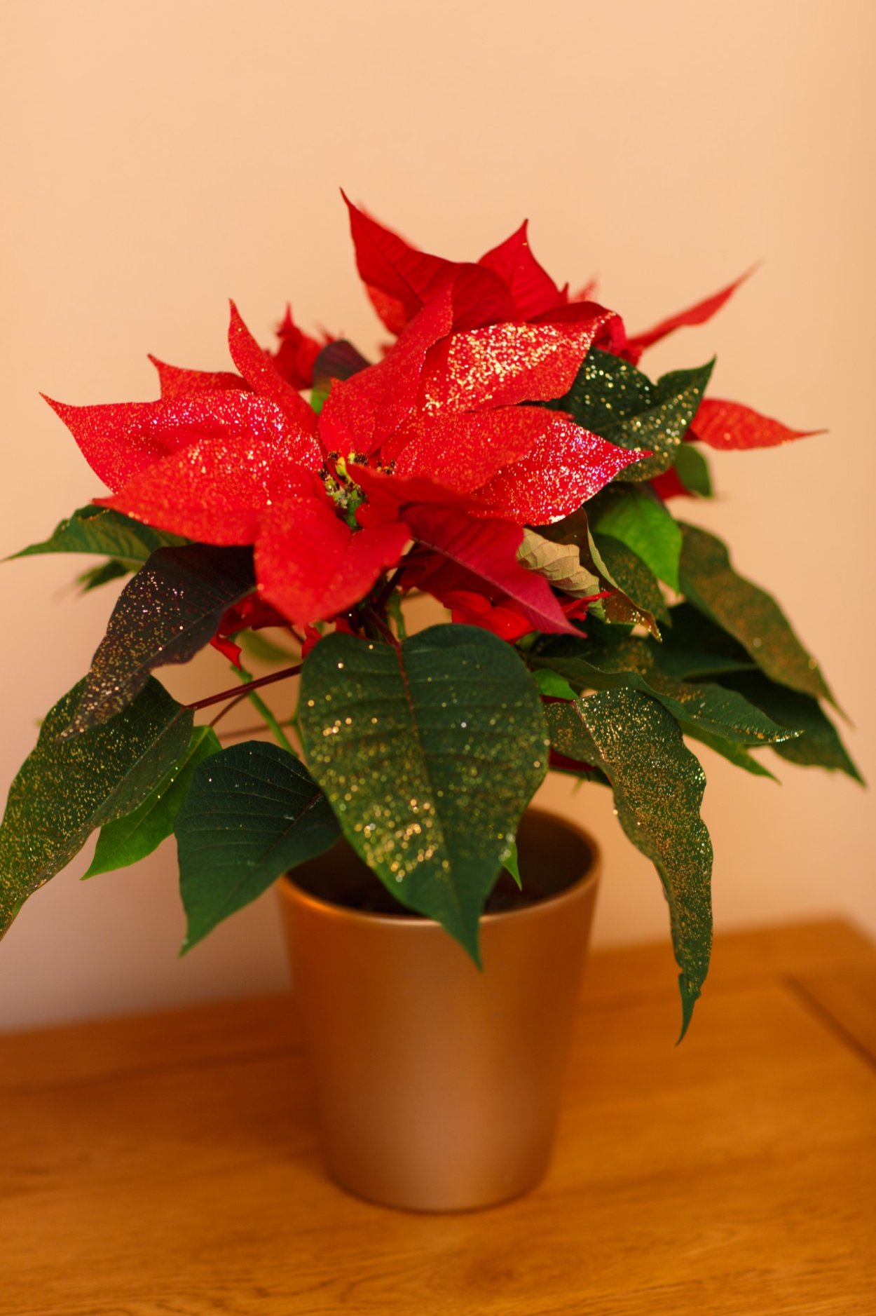 Пуансеттия Рождественская звезда