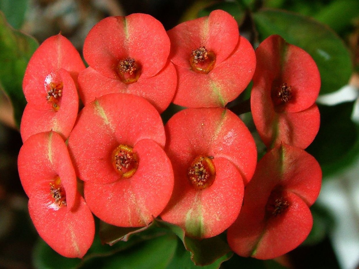 Молочай Милли эуфорбия