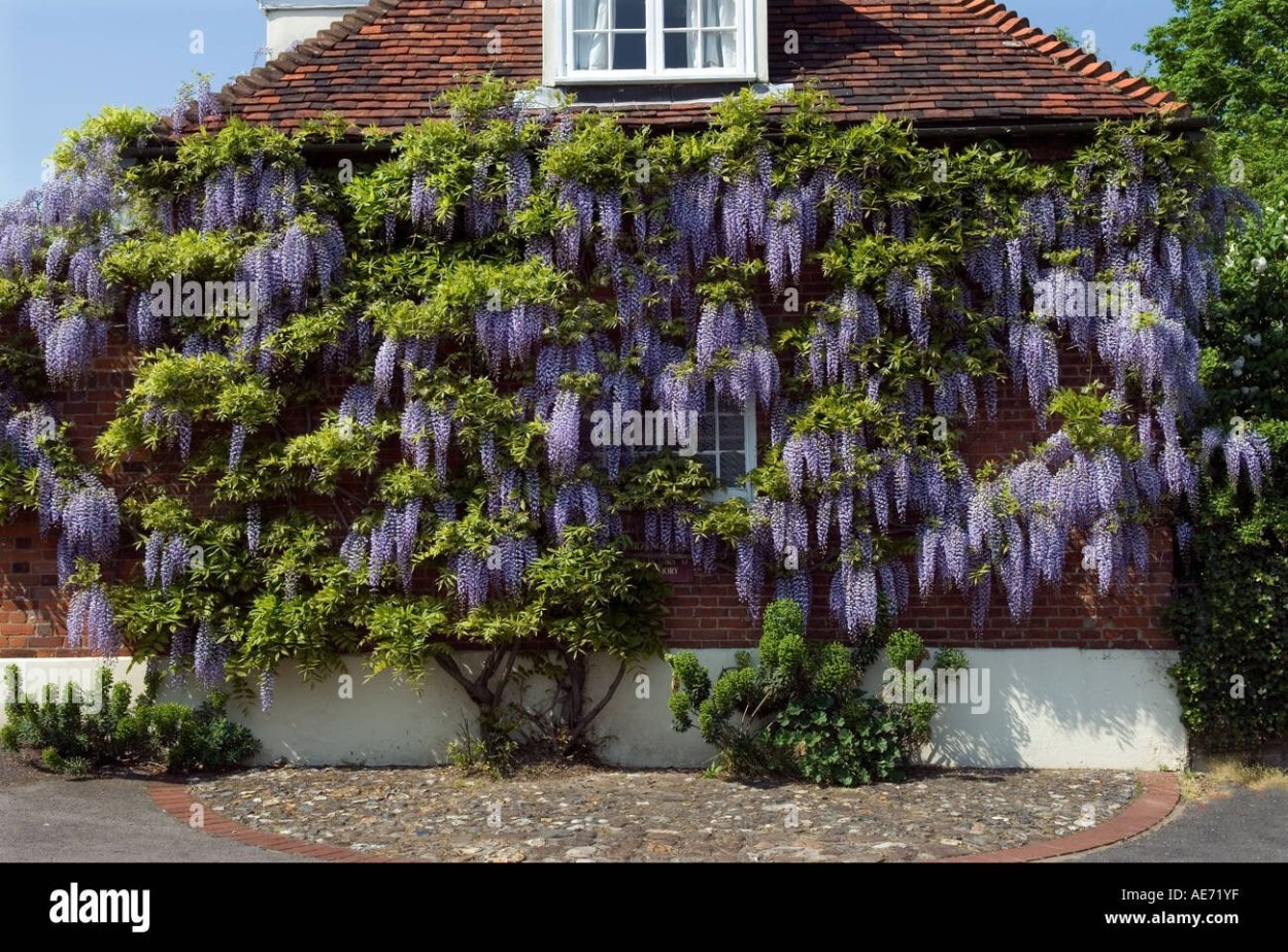 Опора для глицинии Блю Мун