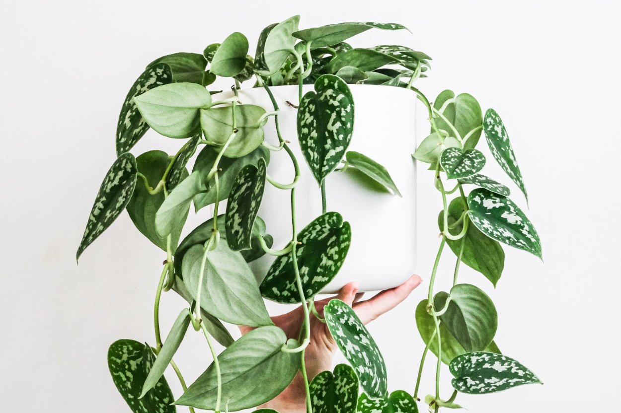 Сциндапсус pictus