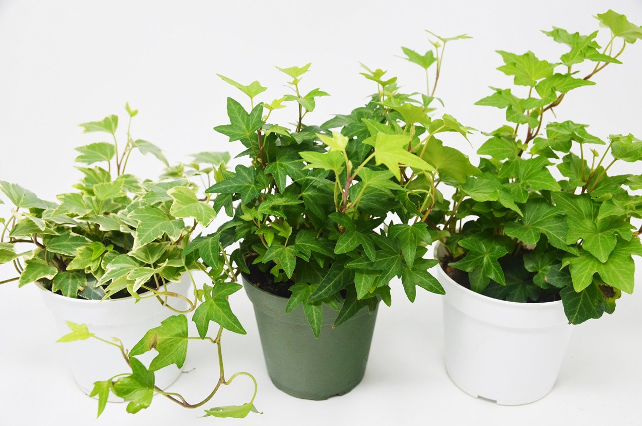 Плющ в горшке