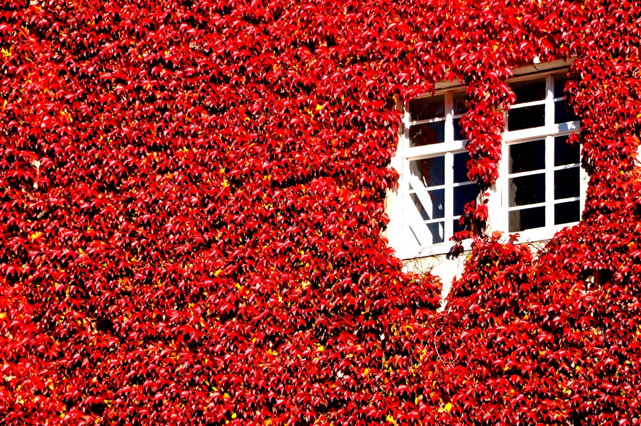 Девичий виноград красный