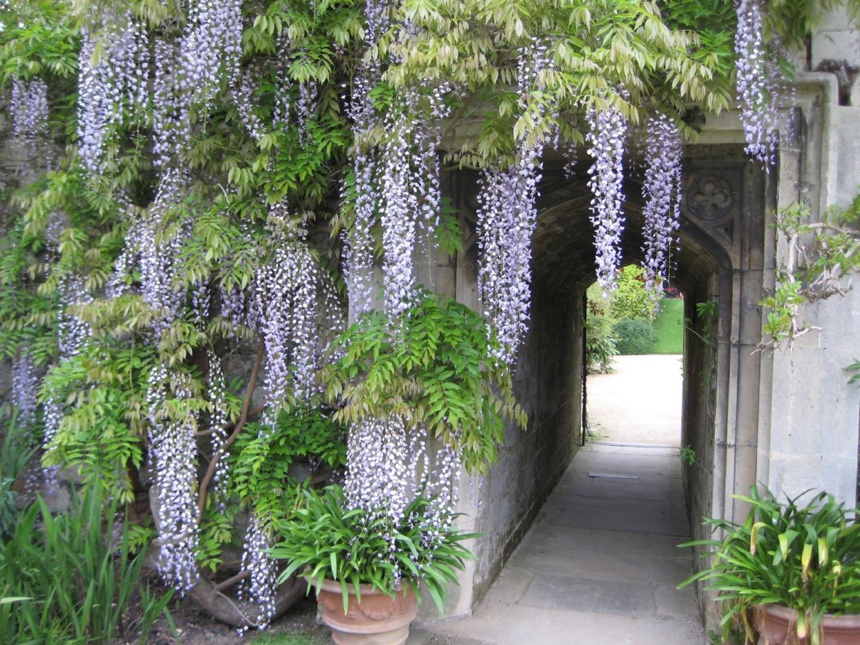 Глициния Блю сапфир