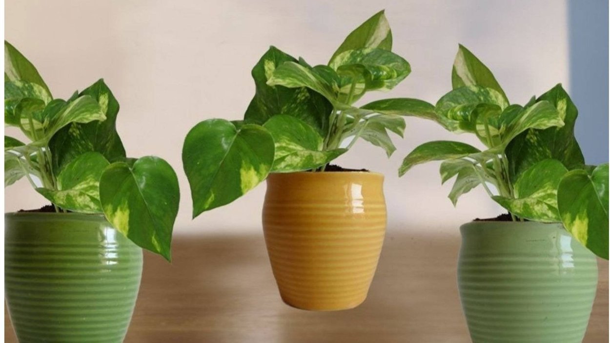 Цветок календарь домашний растение