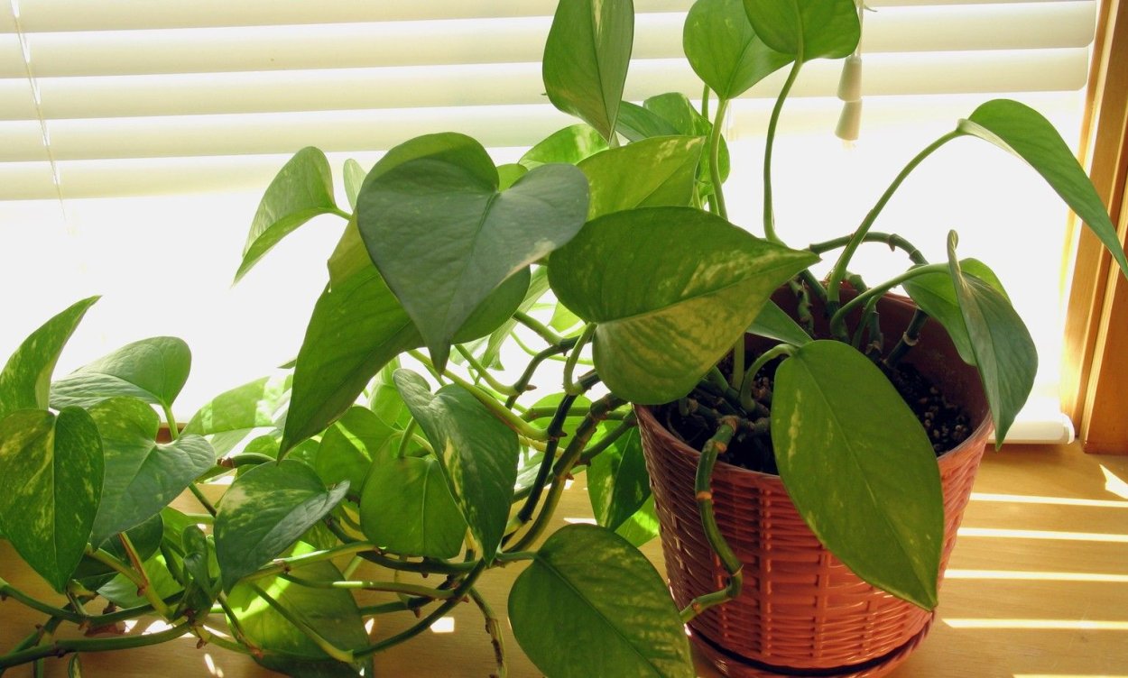 Бегония мужегон