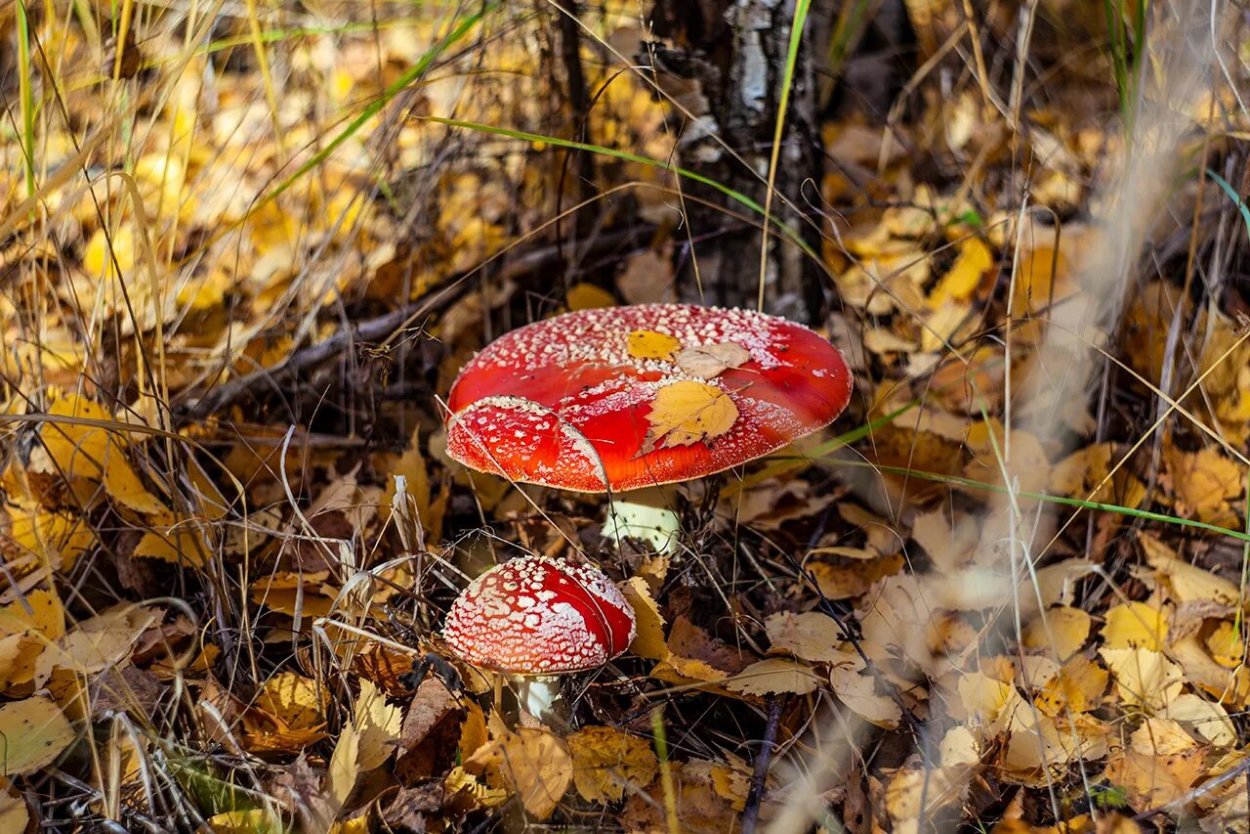 Мухомор красный сухой