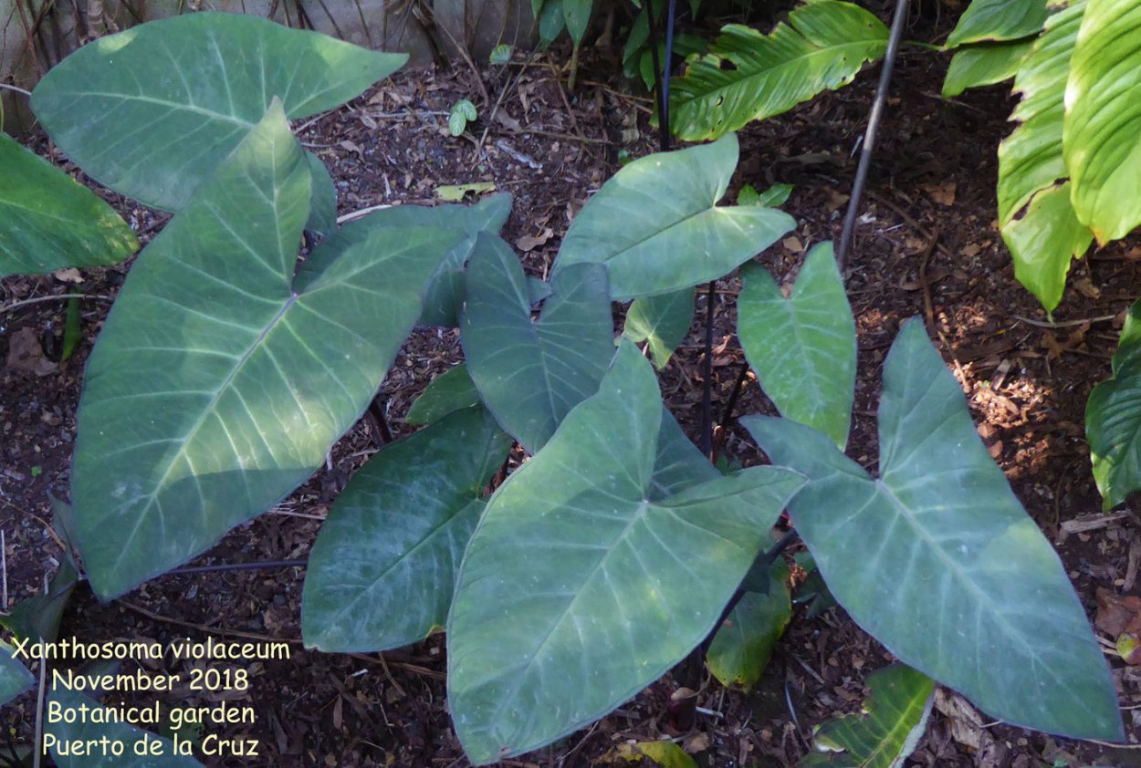 Ксантозома Линдена