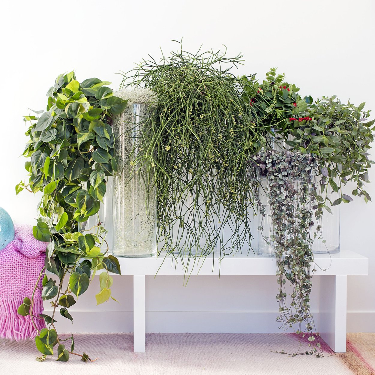 7 Цветов растение Плант 20 см