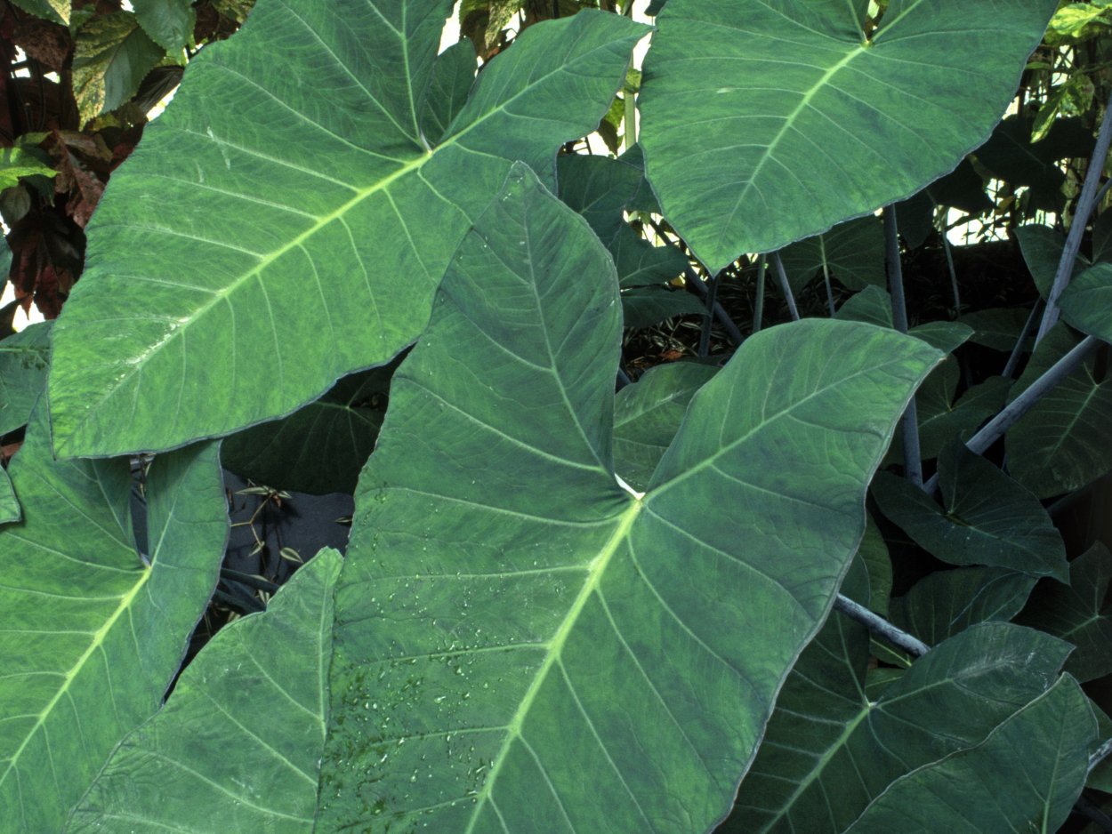 Ксантозома фиолетовая в природе