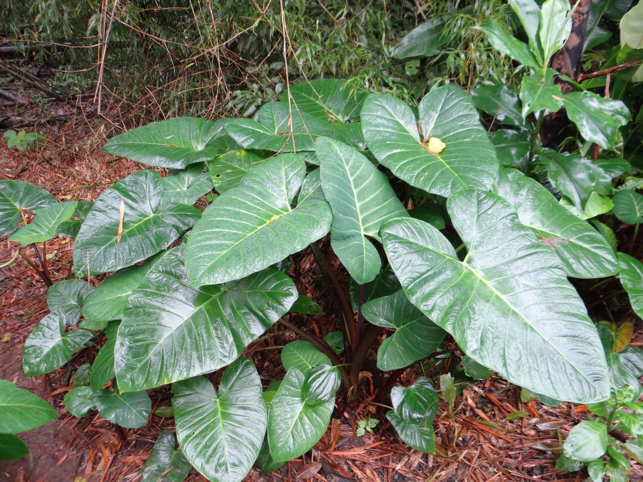 Ксантозома стрелолистная