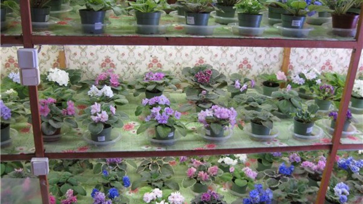 Стеллаж для коллекционных фиалок