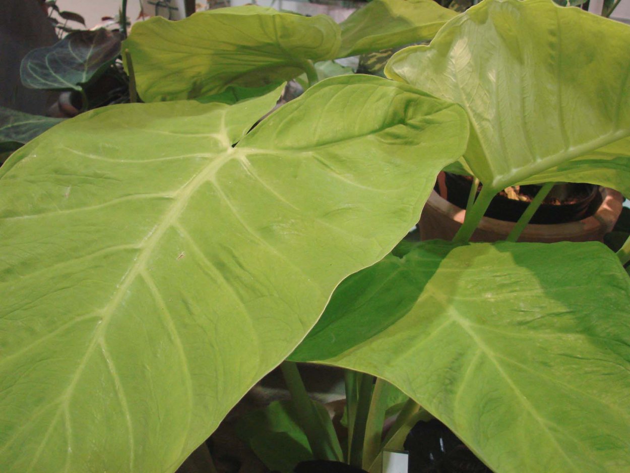 Алоказия хило Бьюти