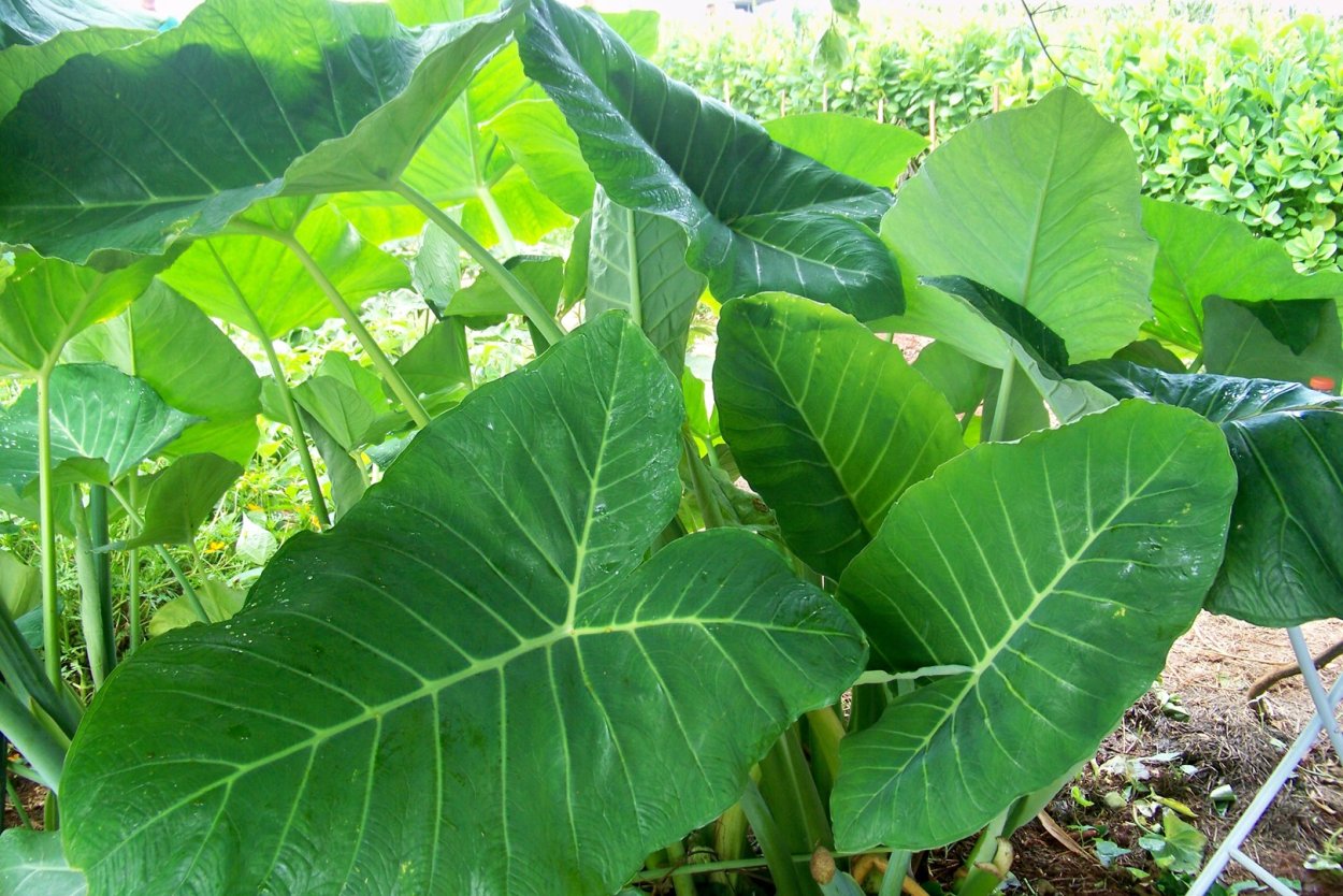 Xanthosoma sagittifolium