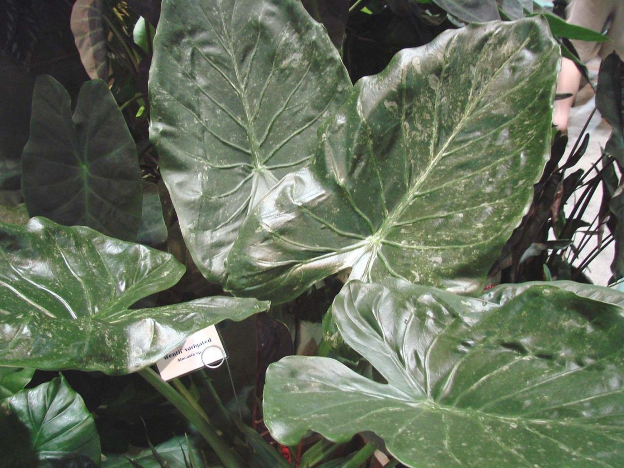 Алоказия Блэк Венти