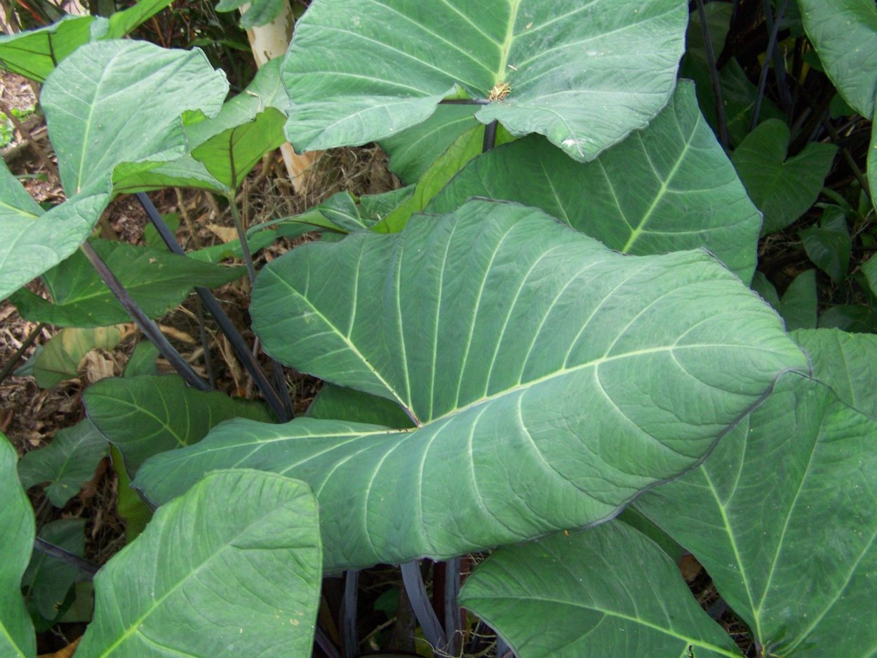 Ксантозома Линдера