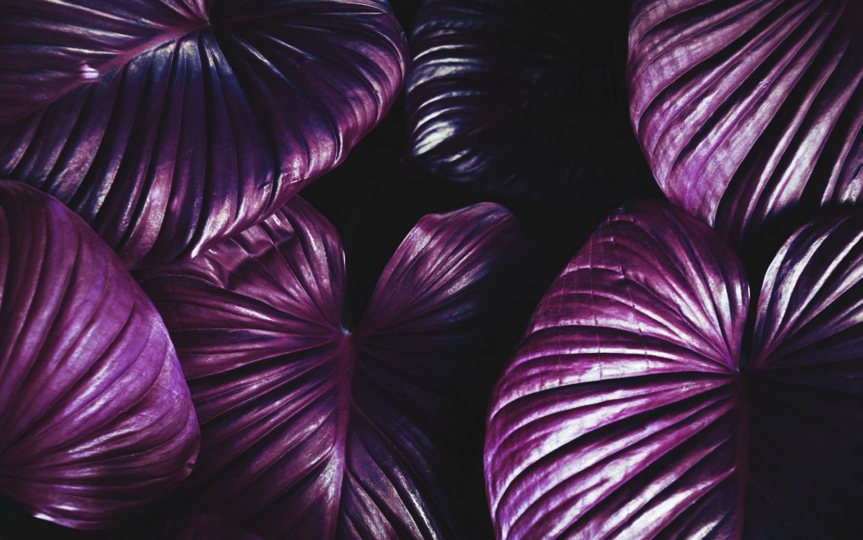 Императорский пурпур цвет