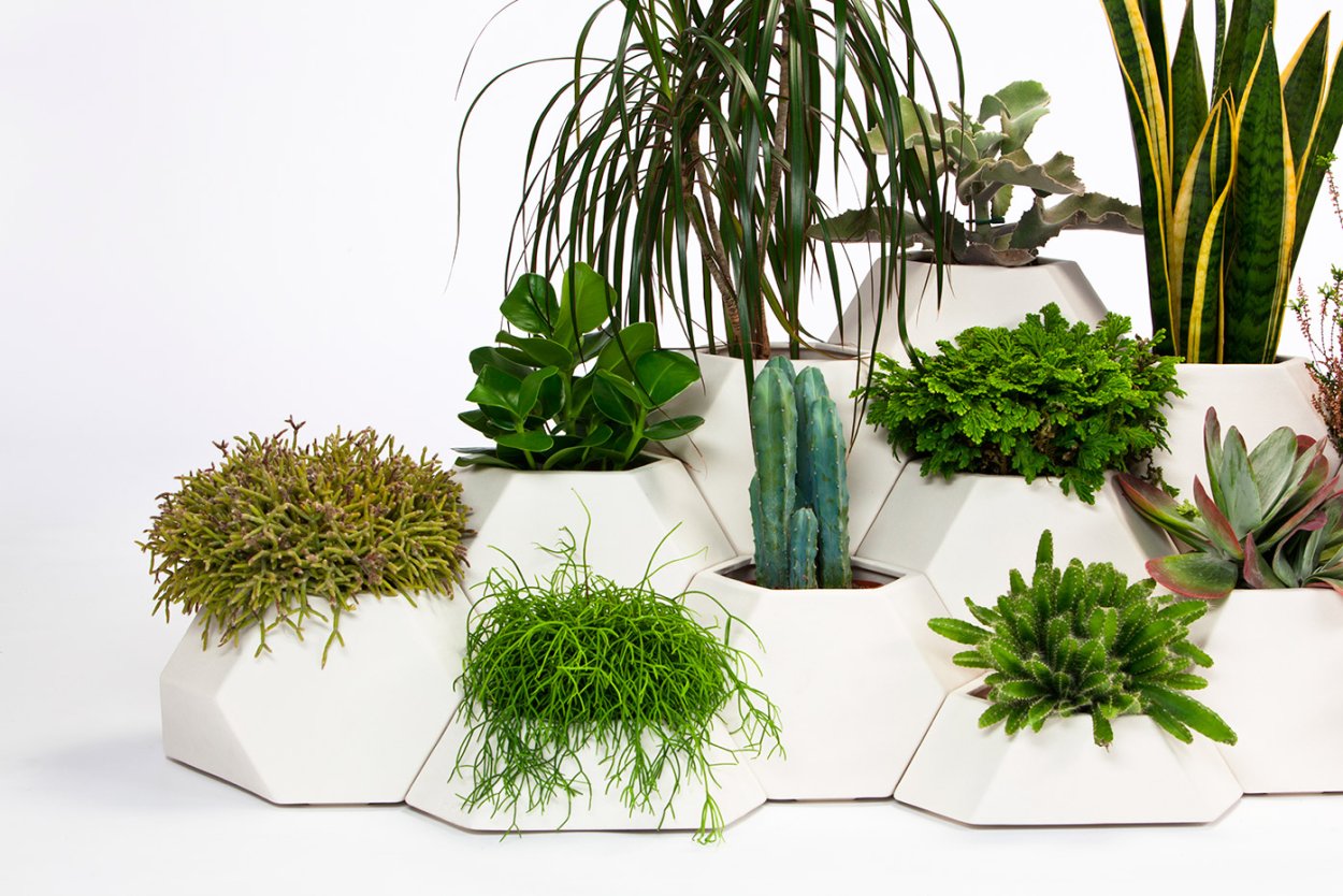 Композиция из горшечных растений в интерьере